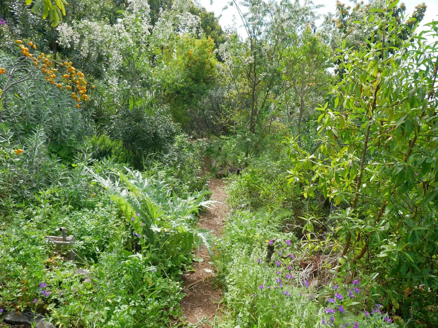 A narrow path winds through the densely planted, multi-layered forest garden, with fruit-bearing trees and shrubs, herbs and flowering plants.