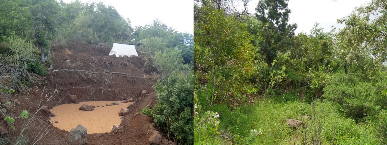 A newly created retention basin on the slope and its later development into dense, multi-layered vegetation.