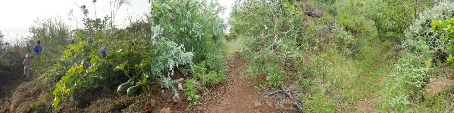 Narrow paths lead through the dense forest garden with its different layers of vegetation.