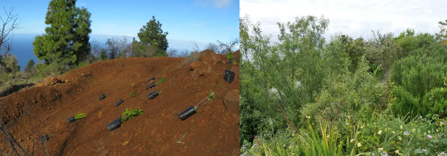 Preparations have been made to plant the trees and shrubs in the right locations