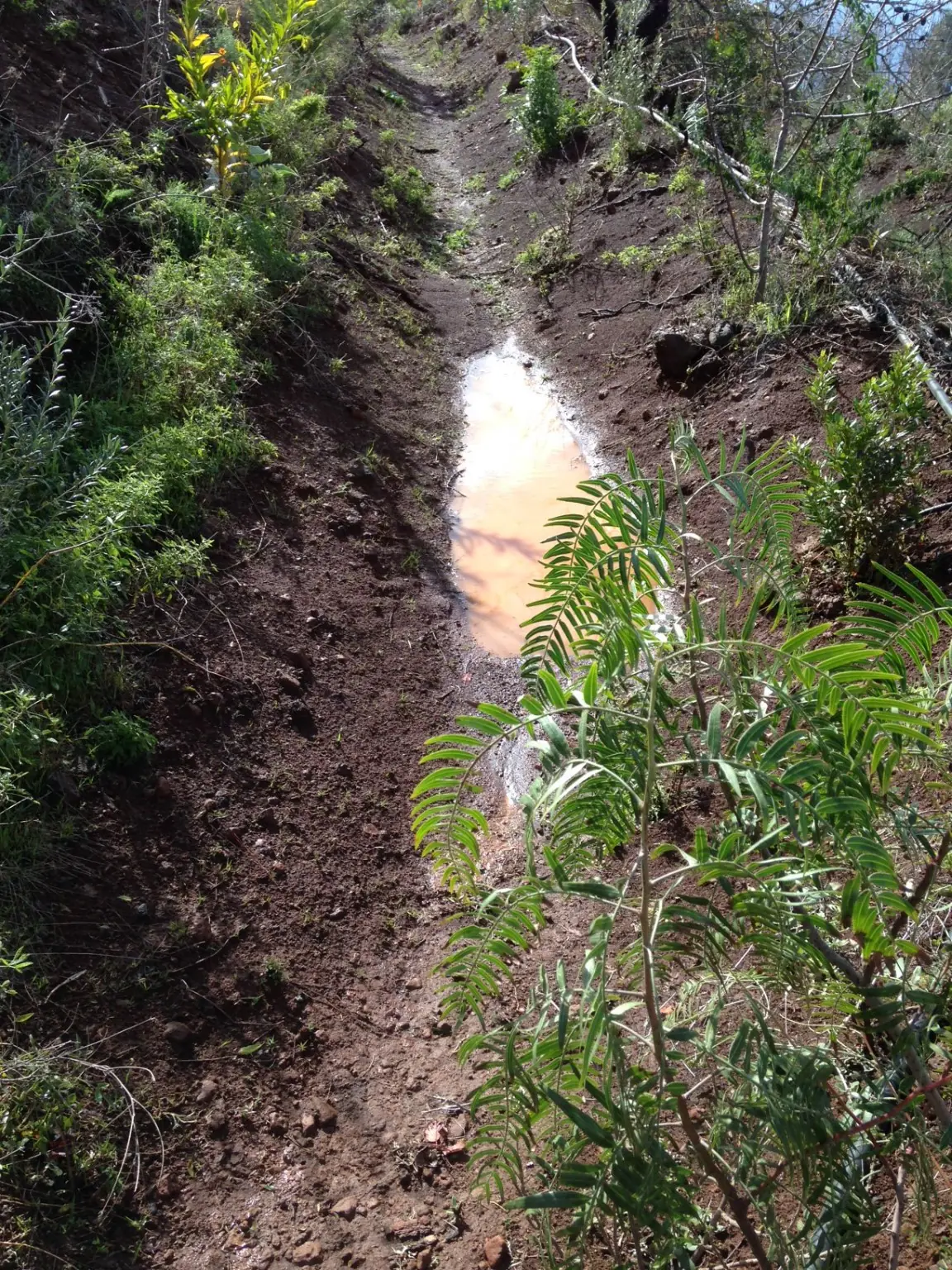 A newly created retention ditch (swale) holds rainwater on the slope and supplies the young trees and shrubs with water.