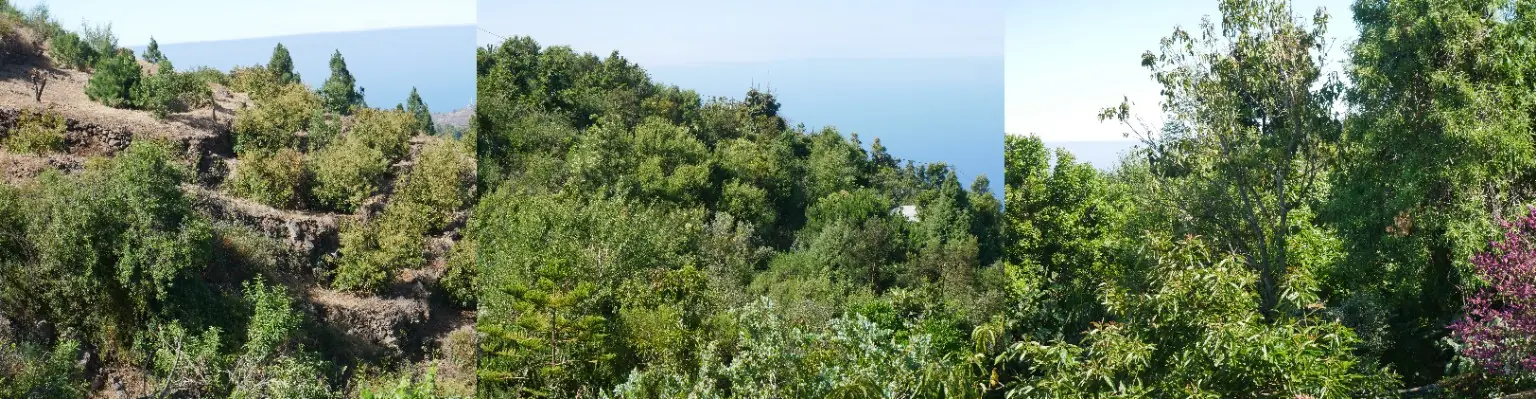 The contrast between the open terraced garden and the dense, multi-layered forest garden is breathtaking