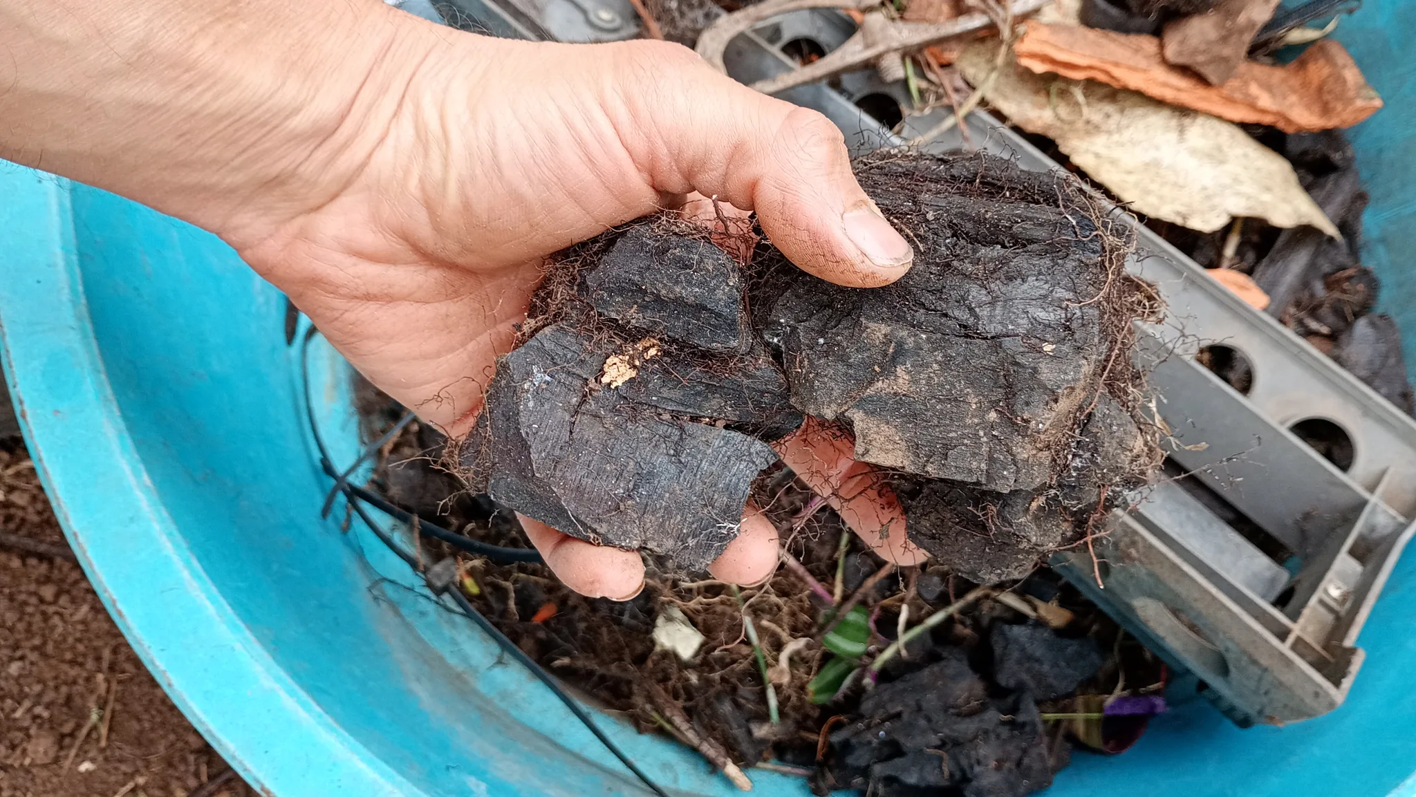Pflanzenkohle und verkohlte Holzstücke aus dem freigelegten Bereich
