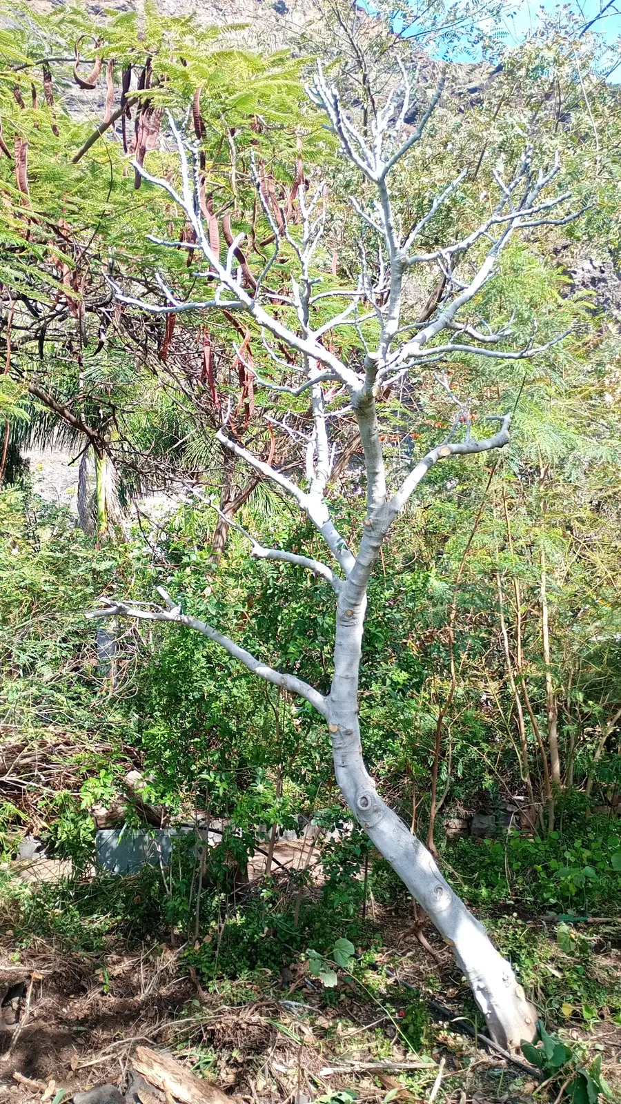 Geschädigte Vegetation und vorhandene Gehölzstruktur vor der Umgestaltung