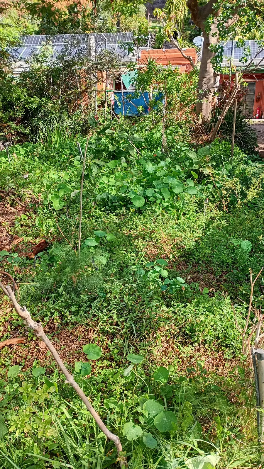 Ungleichmäßige kranke Vegetation auf verdichteter Ausgangsfläche