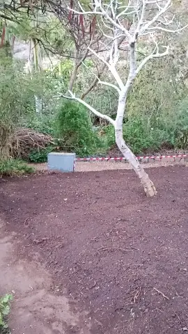 Frisch vorbereitete Bodenfläche mit Baum