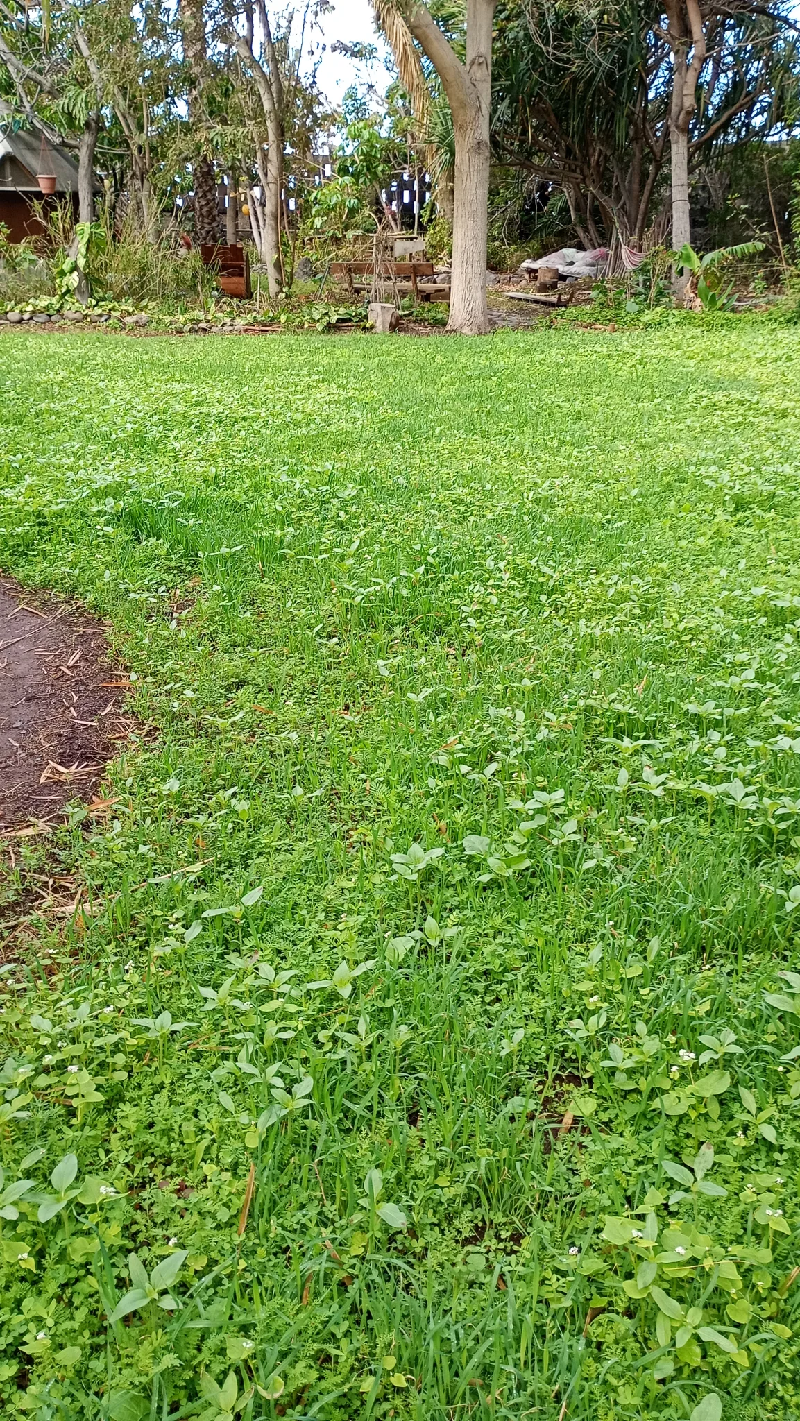 Weitgehend geschlossene junge Pflanzendecke auf der zuvor offenen Fläche
