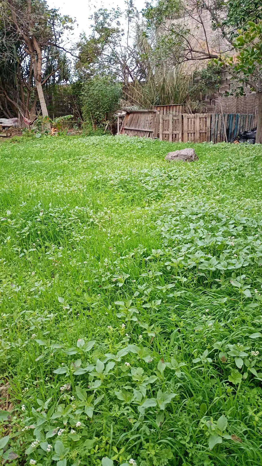 Regenerierte Fläche mit dichter Vegetation