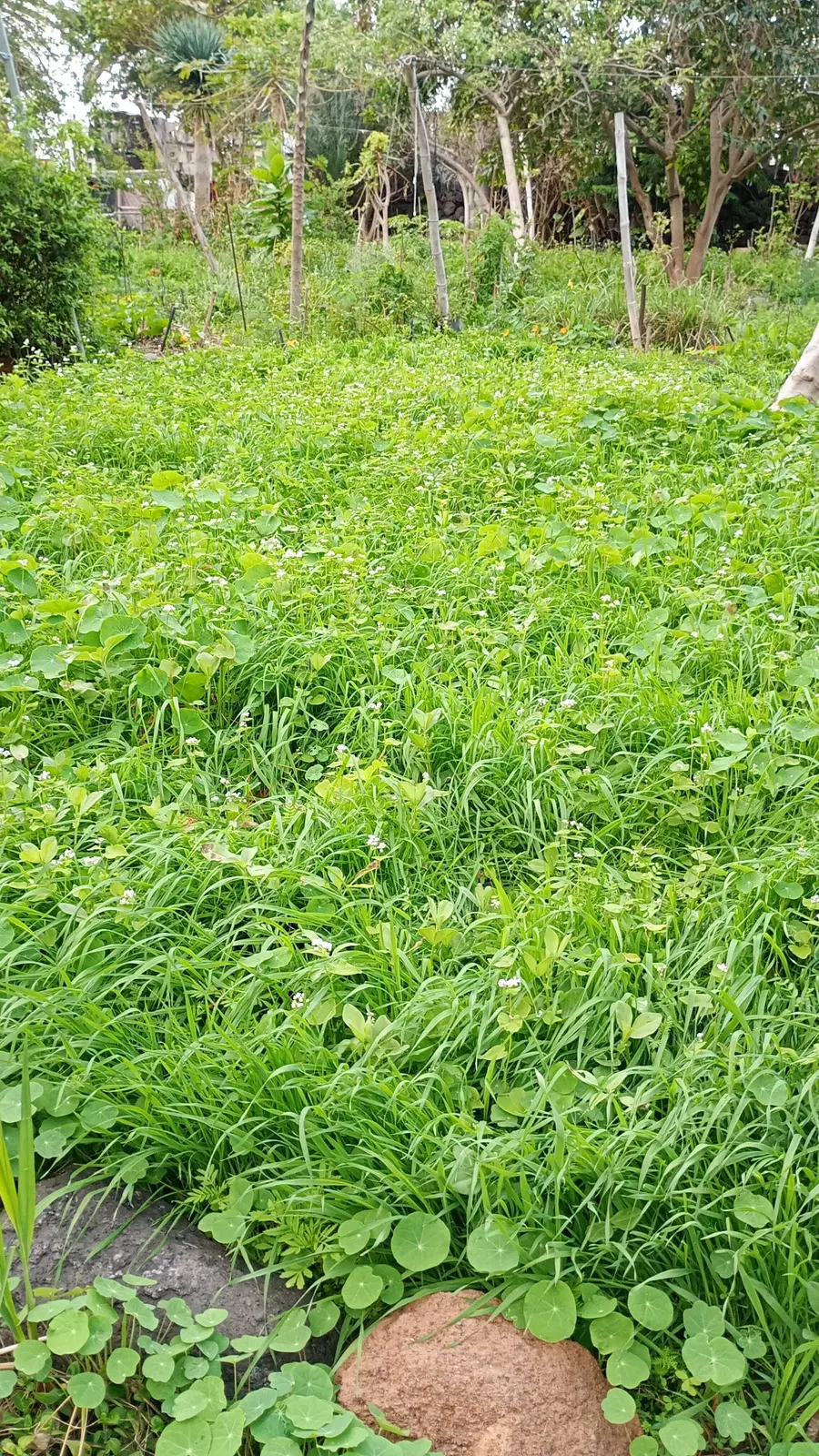 Weiträumig geschlossene Pflanzendecke aus Gräsern, Kräutern und Blüten