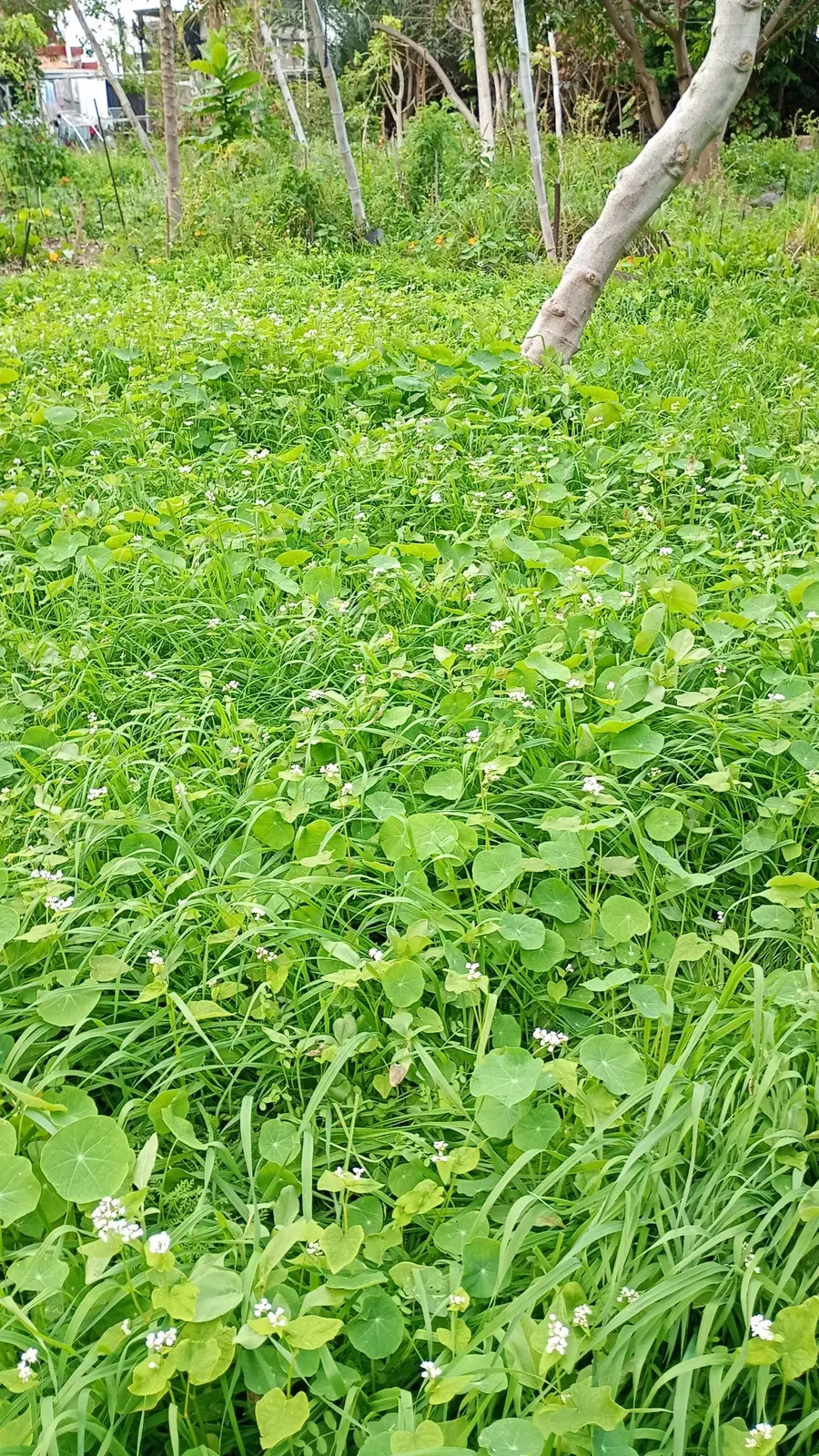 Grüne Vegetation über der regenerierten Bodenfläche
