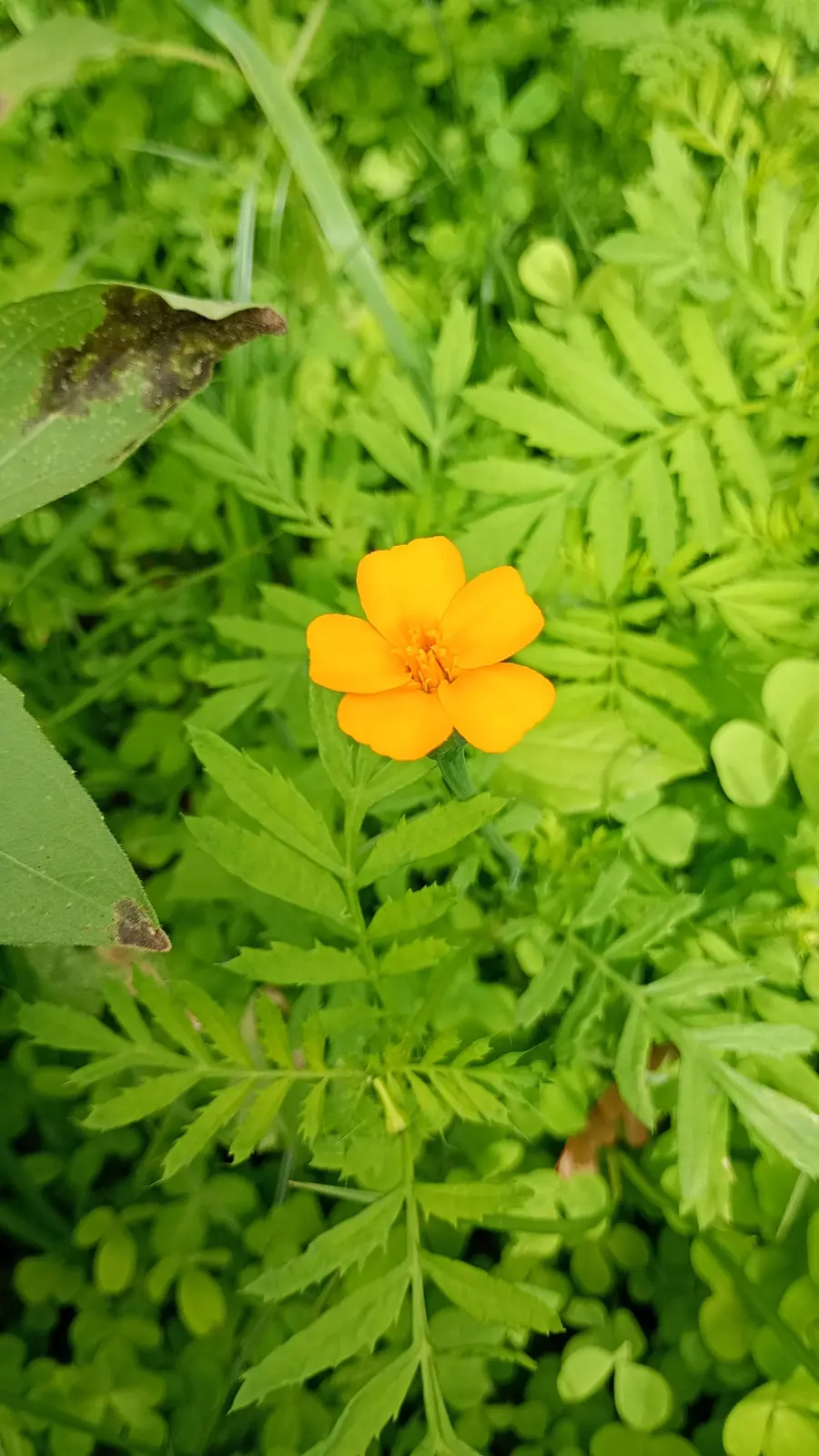 Blüte in der vielfältigen Pflanzendecke