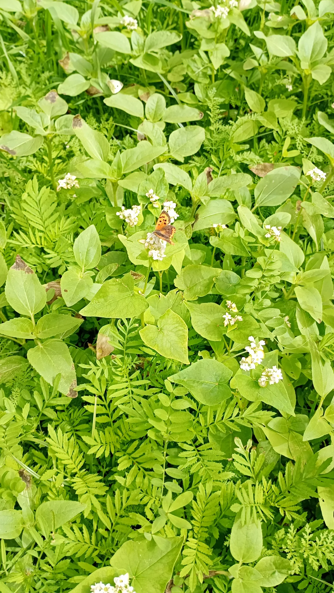 Schmetterling auf weißen Blüten innerhalb der dichten Vegetation