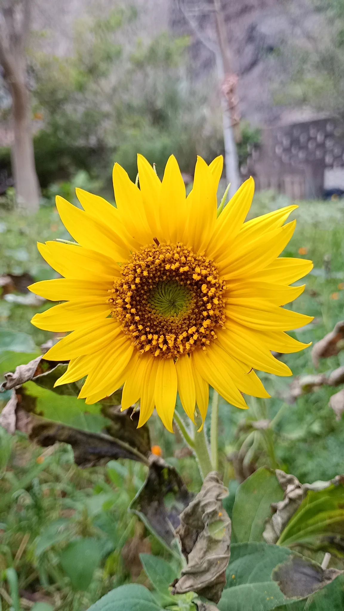 Gelbe Sonnenblume vor der begrünten Projektfläche