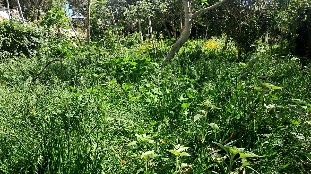 Dichte, mehrschichtige grüne Vegetation auf der dokumentierten Fläche im Mai 2026